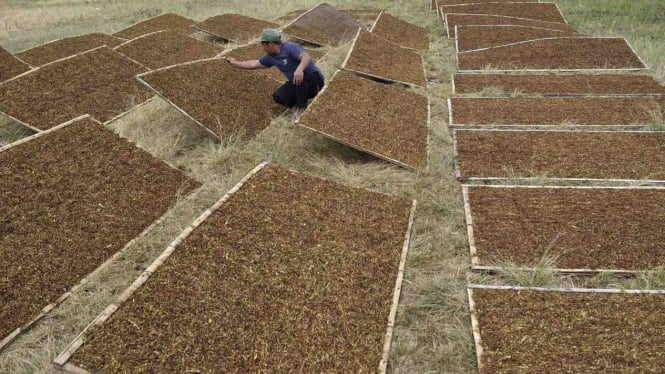 Petani Tembakau Tolak Kebijakan Baru Kemenkes: Ancaman atau Peluang?